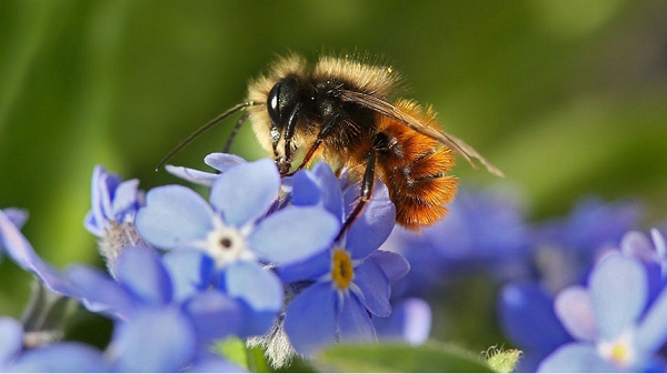 Abeilles sauvages et abeilles domestiques : Impact sur la biodiversité et la productivité