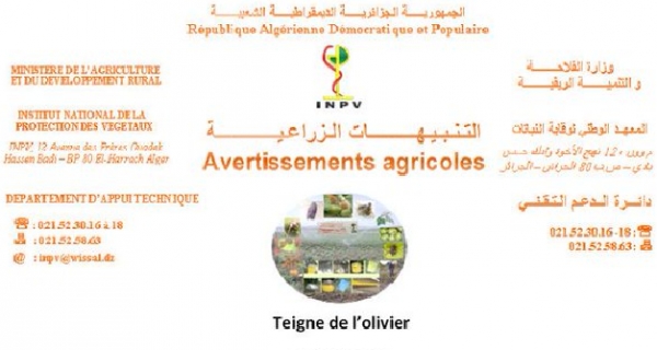 Bulletin d&#039;avertissement agricole N°06 &quot;Teigne de l&#039;olivier&quot;
