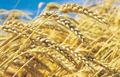 La recherche scientifique à la rescousse de la filière du blé dur