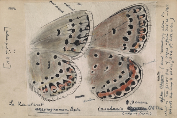 Entomology: Nabokov&#039;s scientific artistry