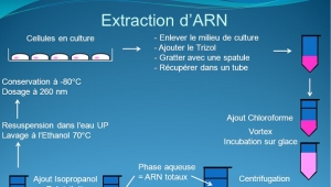 Biotechnologie et Génomique Végétale