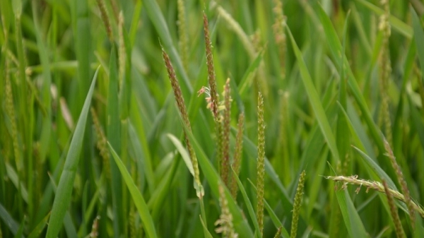 Problématique du brome dans les parcelles céréalières