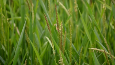 Problématique du brome dans les parcelles céréalières