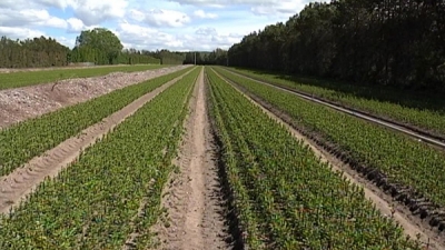 Avertissement agricole n°18 &quot;MINEUSE DE LA TOMATE (Tuta absoluta)&quot;