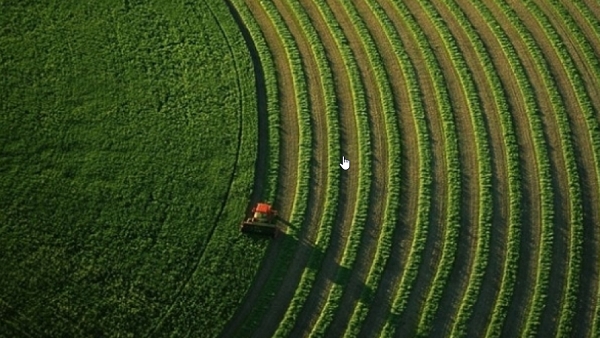 Bulletin d&#039;avertissement agricole N°04 &quot;L’anthracnose du pois chiche (Ascochyta rabiei)&quot;