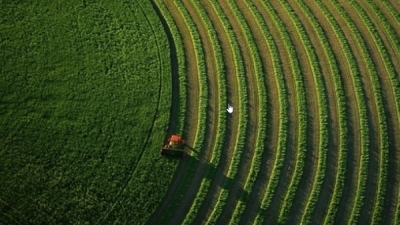 Bulletin d&#039;avertissement agricole N°04 &quot;L’anthracnose du pois chiche (Ascochyta rabiei)&quot;