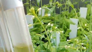 Plateforme des biotechnologies végétales aux services de la formation, la recherche et la  création d’entreprises