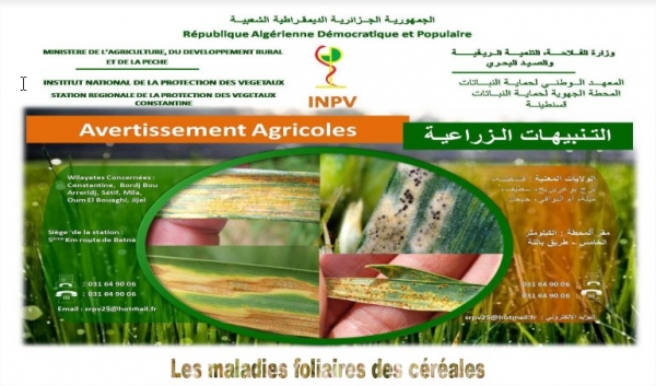 Bulletin agricole N°02 &quot;maladies foliaires des céréales&quot;